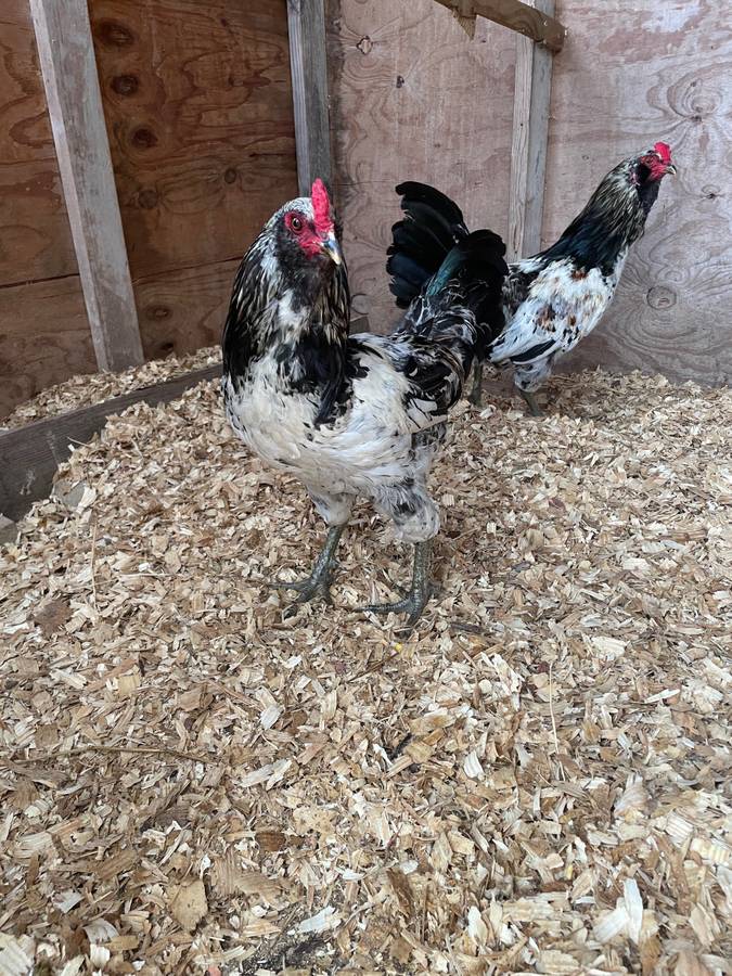 Amerauca Trio Hens and Rooster
