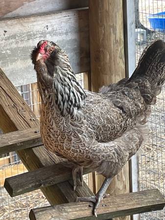 Amerauca Hens