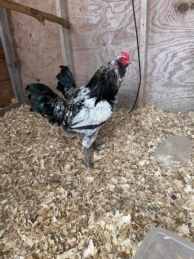 Amerauca Trio Hens and Rooster