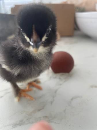 Black Copper Maran chick, very dark chocolate line