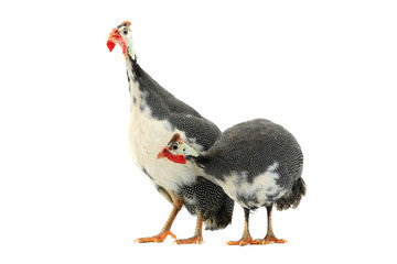 Guinea Eggs