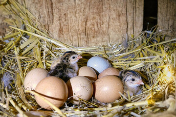 Guinea Eggs