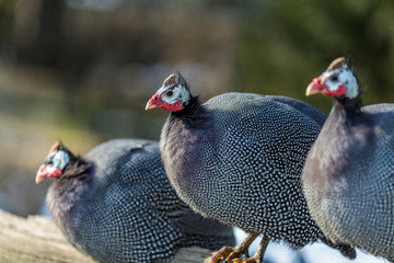 Guinea Eggs