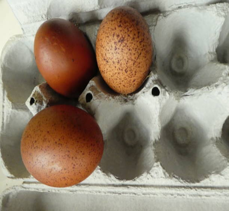 French Maran Fertile Eggs
