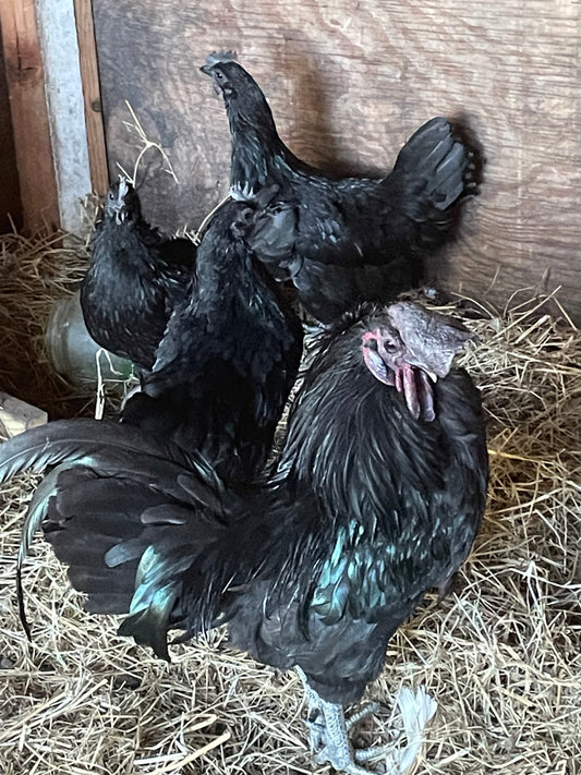 Ayam Cemani Adults Fall Reservation