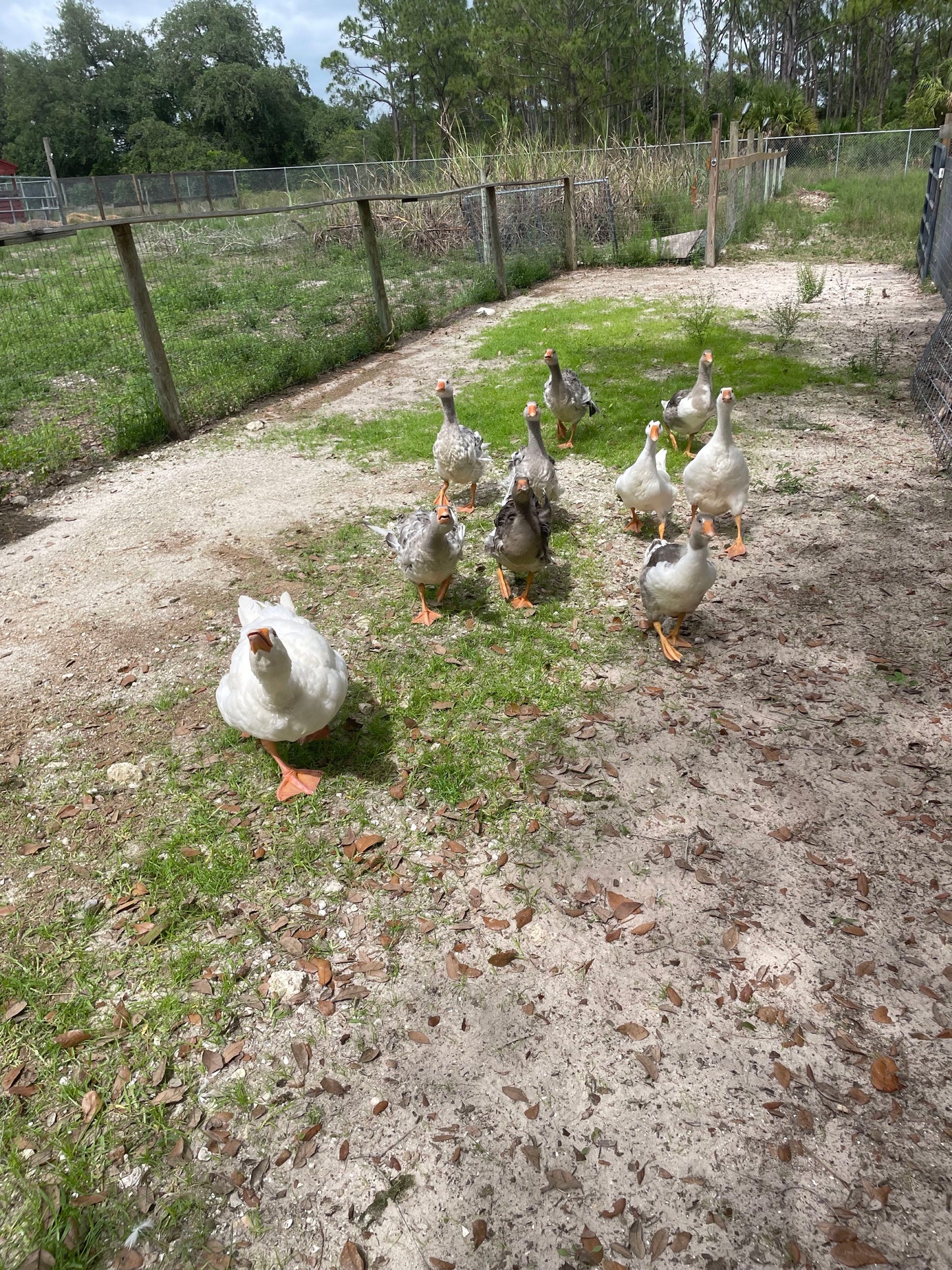 🦢Embden Goslings