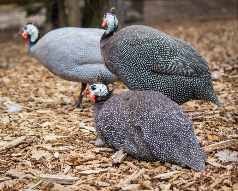 Guinea Eggs