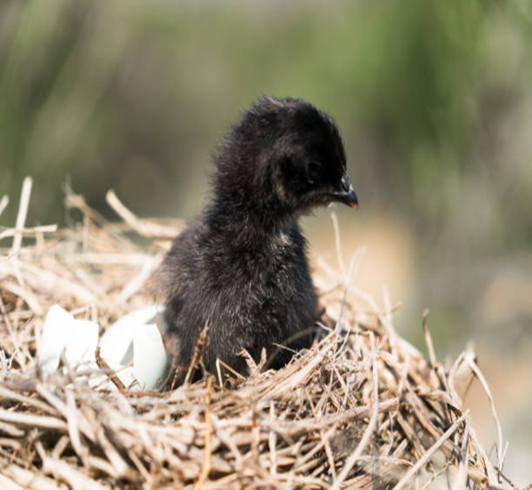 Ayam Cemani Adults Fall Reservation