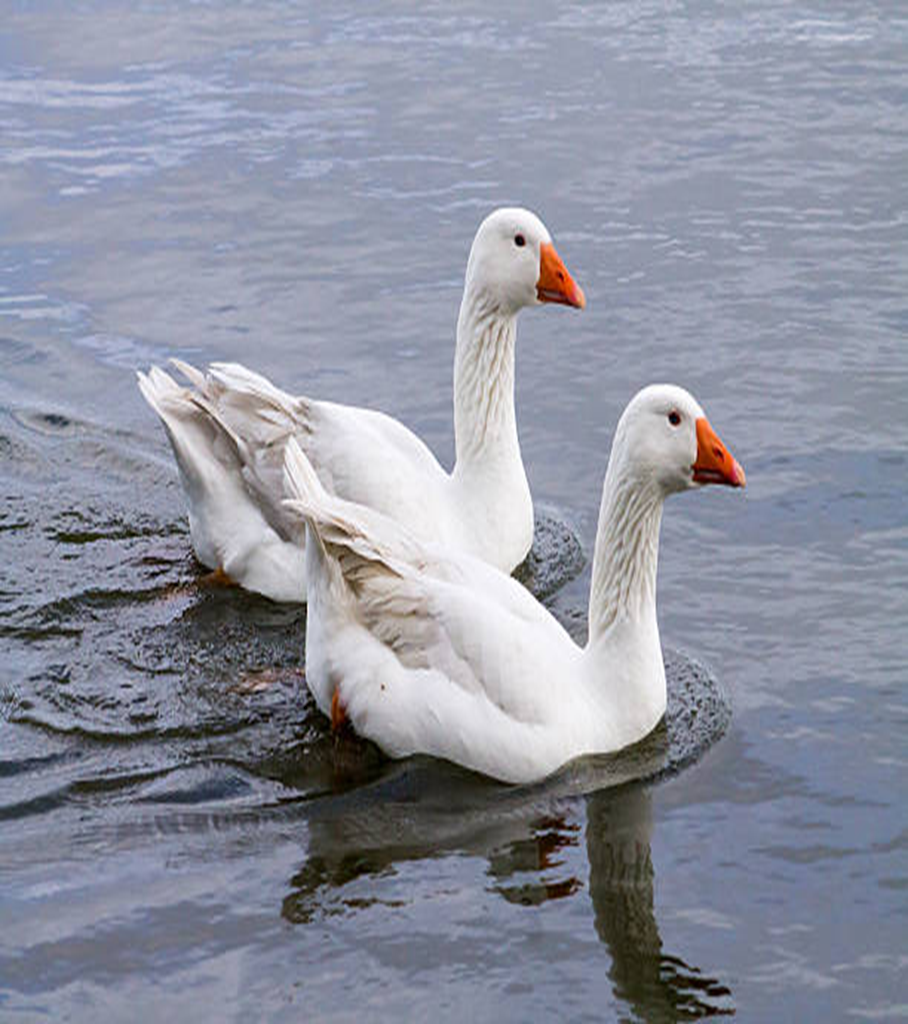 🦢Embden Goslings