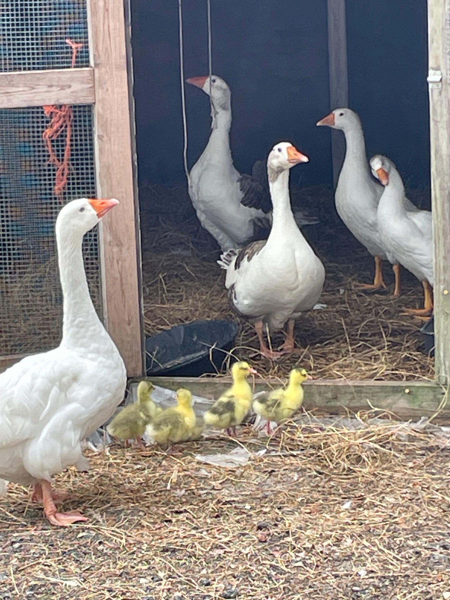 π¦’ Sebastopol Goslings