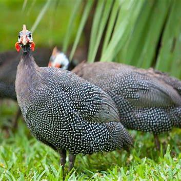 Guinea Eggs