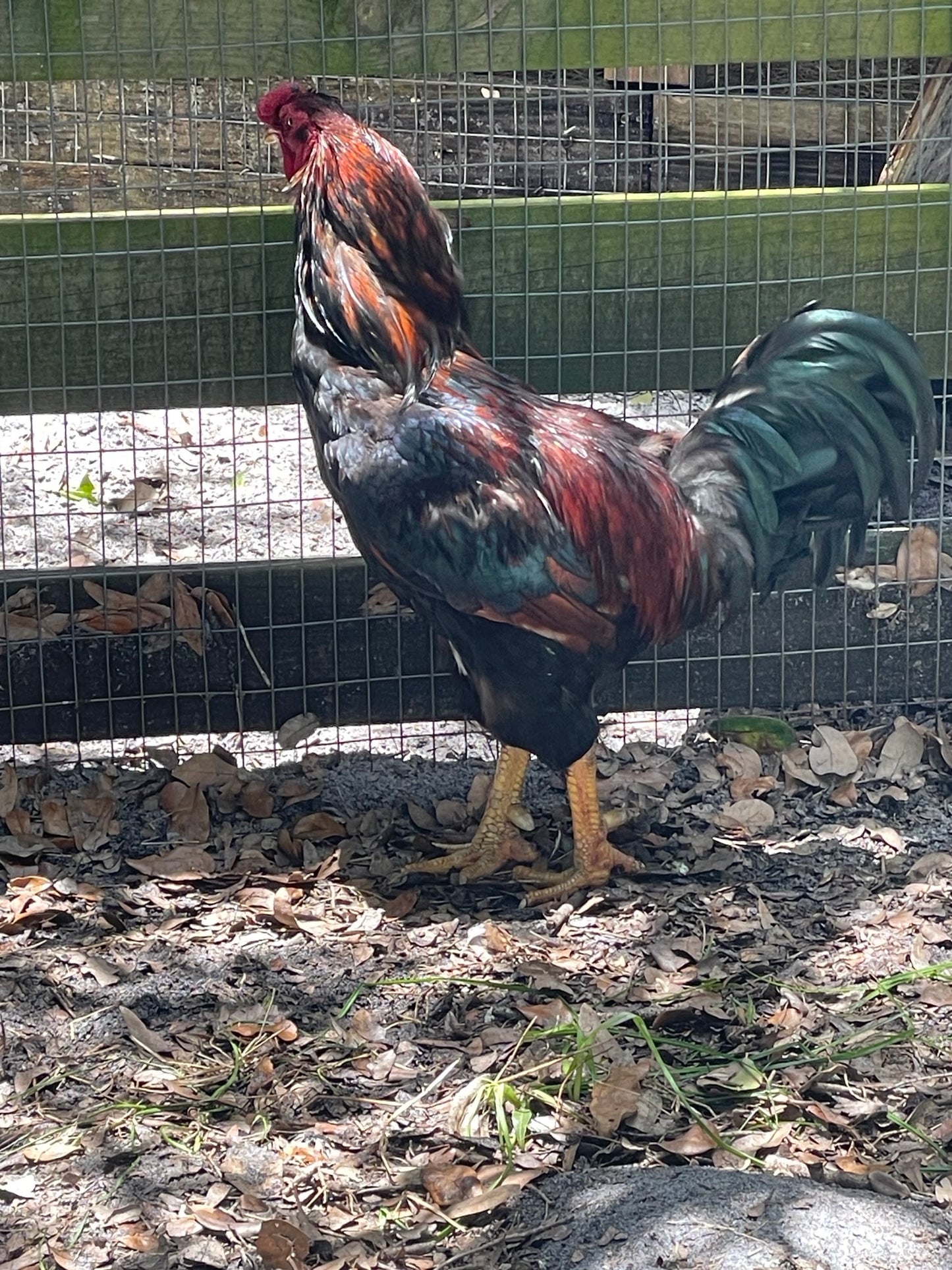 Amerauca Trio Hens and Rooster