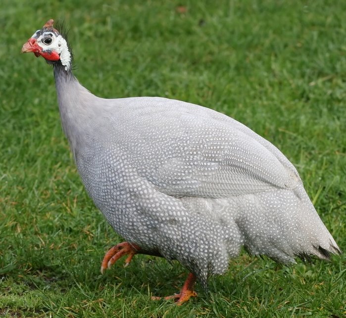 Guinea Eggs