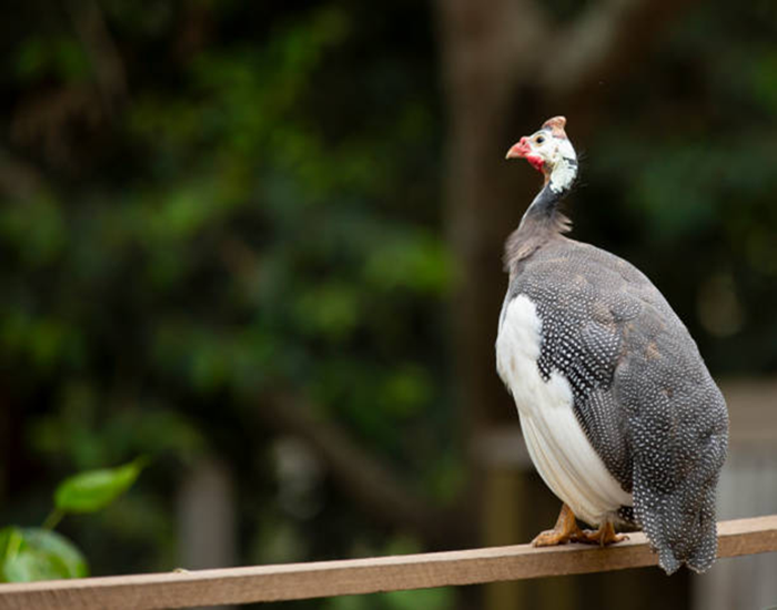 Guinea Adults