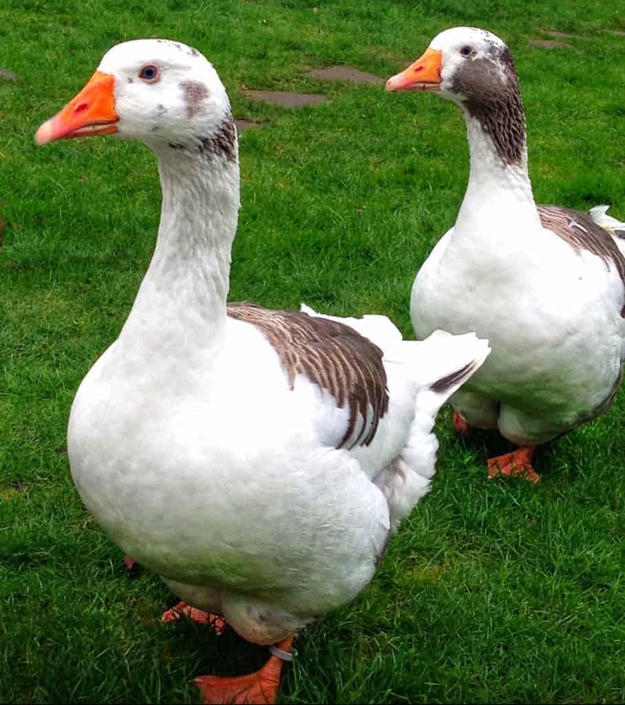 🦢 Shetland goslings