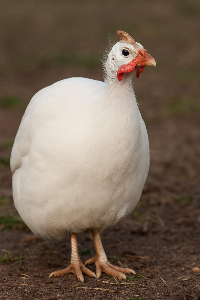 Guinea Adults