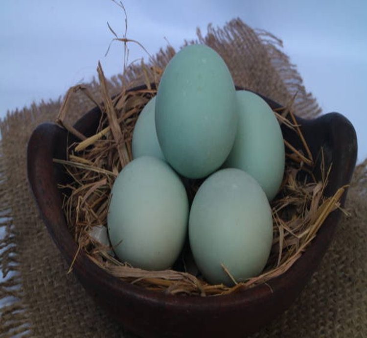 Ameraucana Fertile Eggs