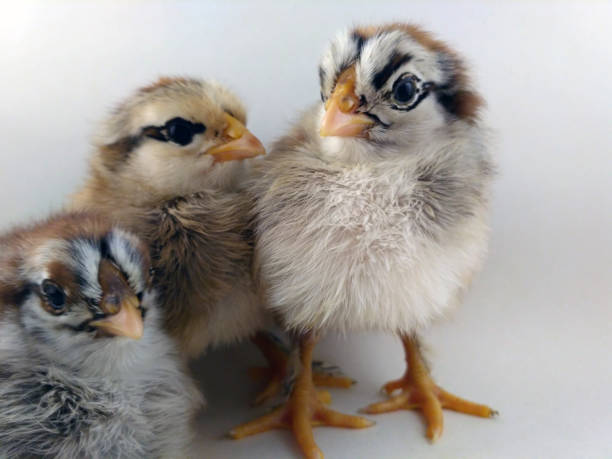 Ameraucana Chicks