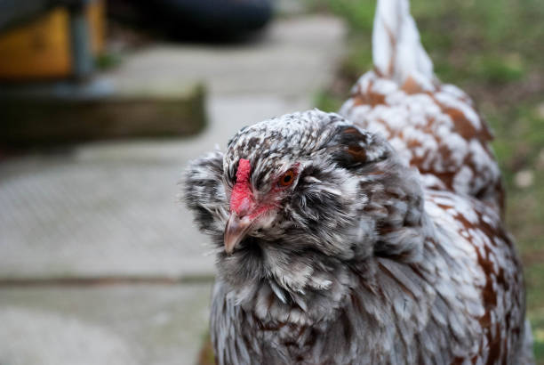 Amerauca Hens