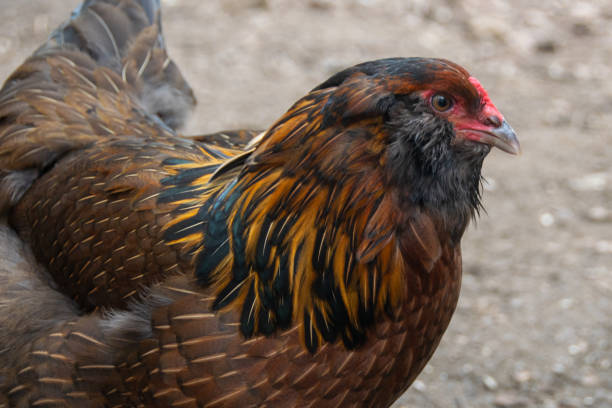 Amerauca Hens