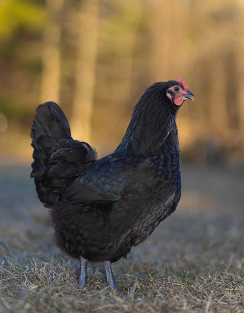 French Maran Hens