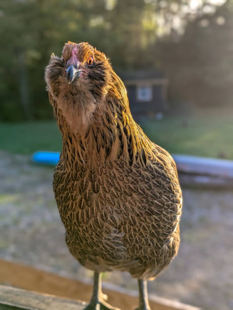 Amerauca Hens