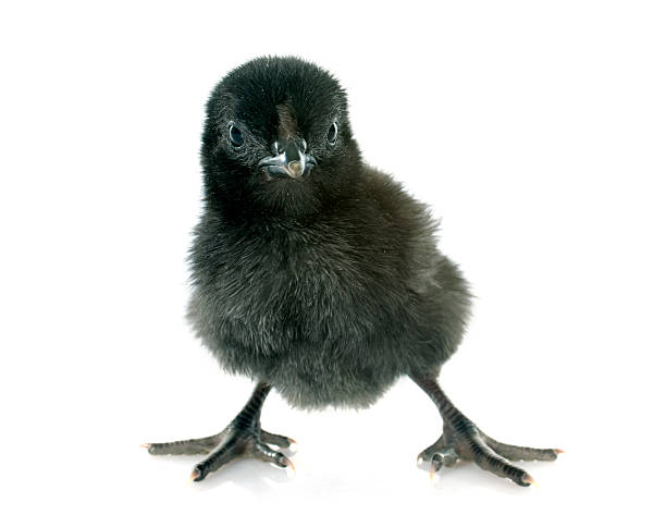 Ayam Cemani Adults Fall Reservation