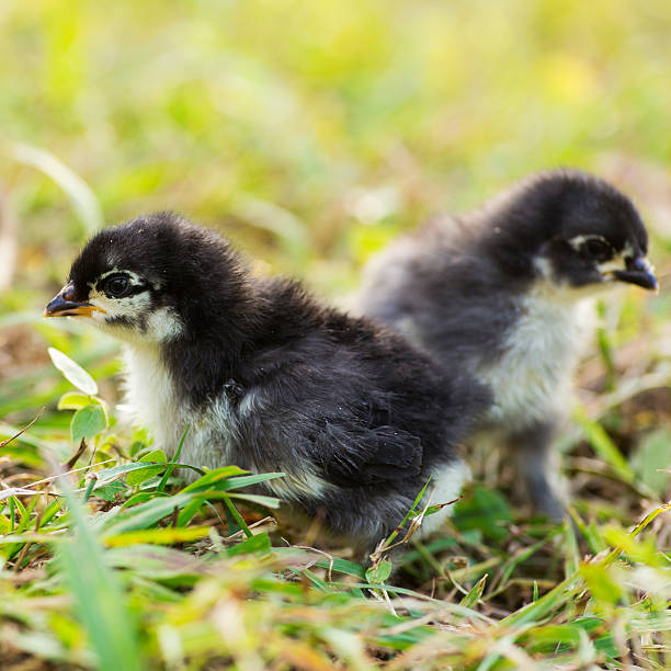 French Maran Chicks