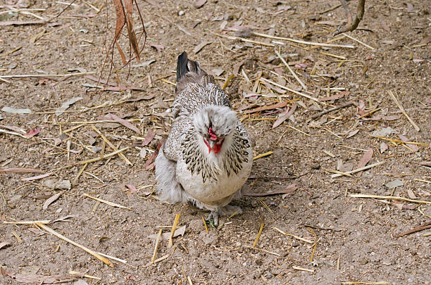 Amerauca Hens
