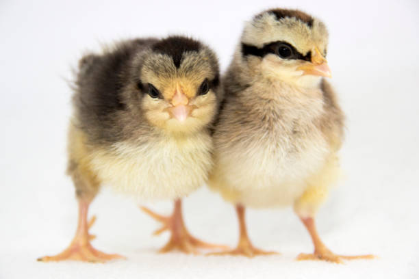 Ameraucana Chicks