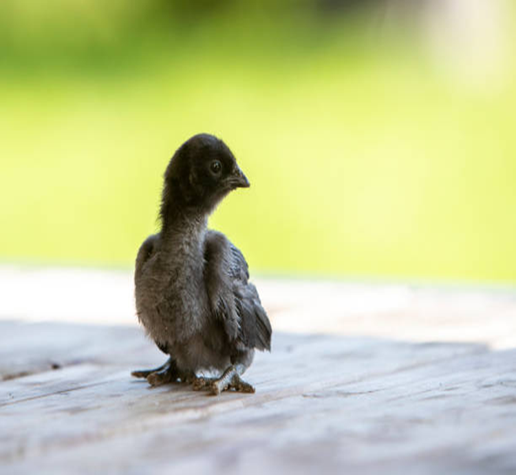 Ayam Cemani Chicks