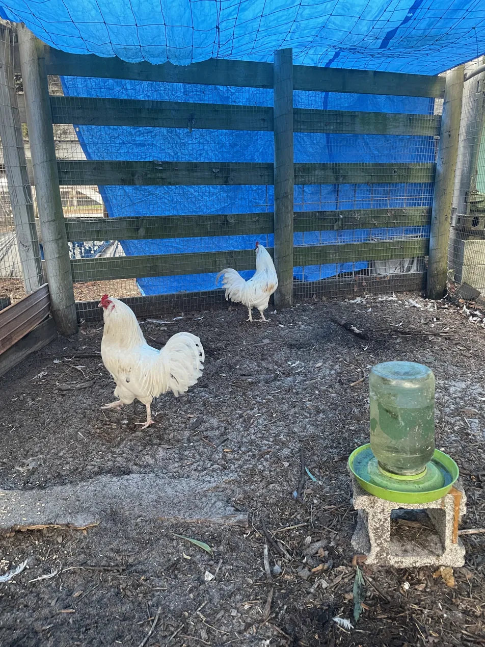 Ameraucana Trio Hens and Rooster