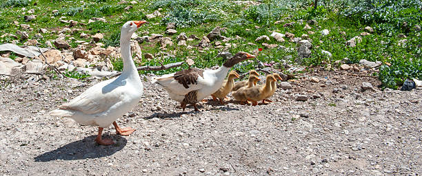 🦢Embden Goslings