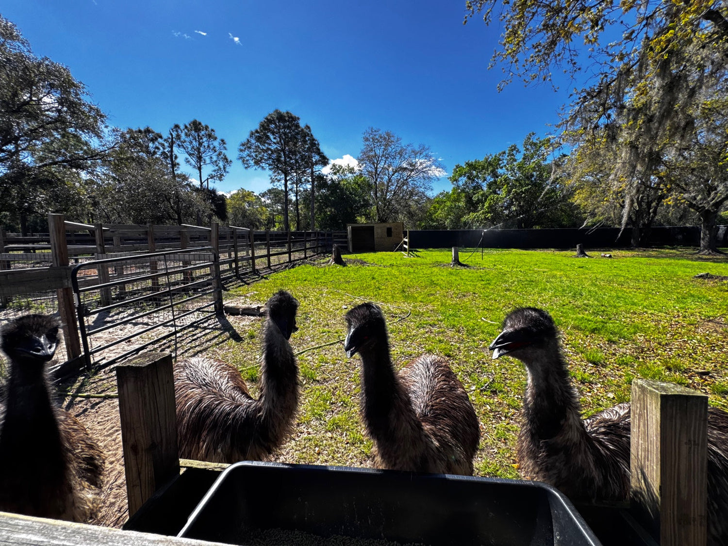 Emus and Eggs