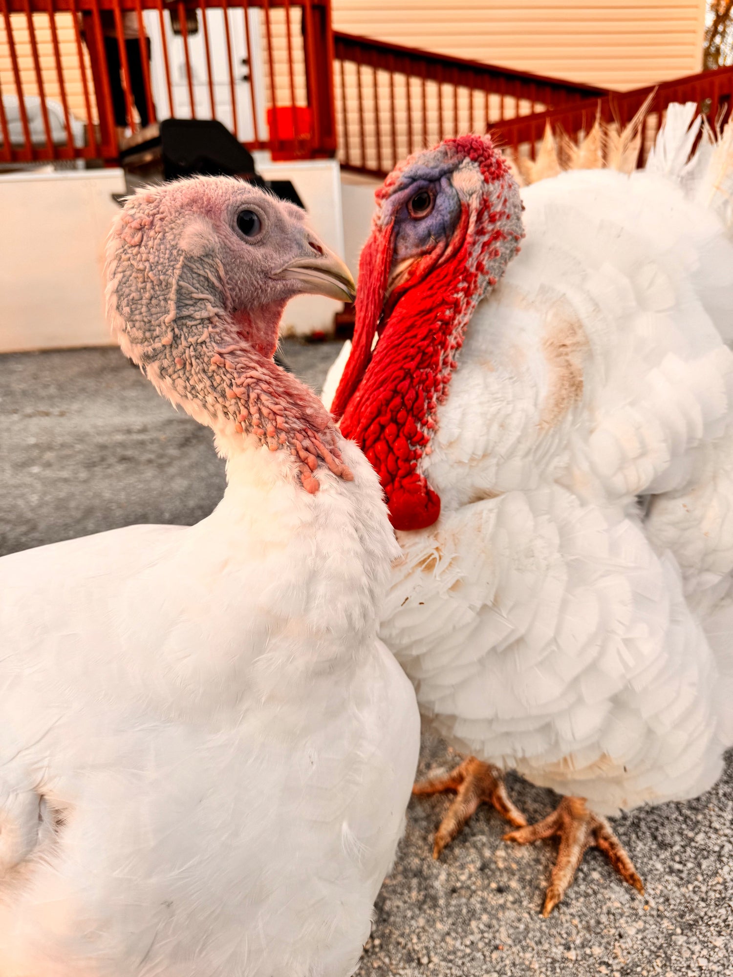 Heritage Turkeys