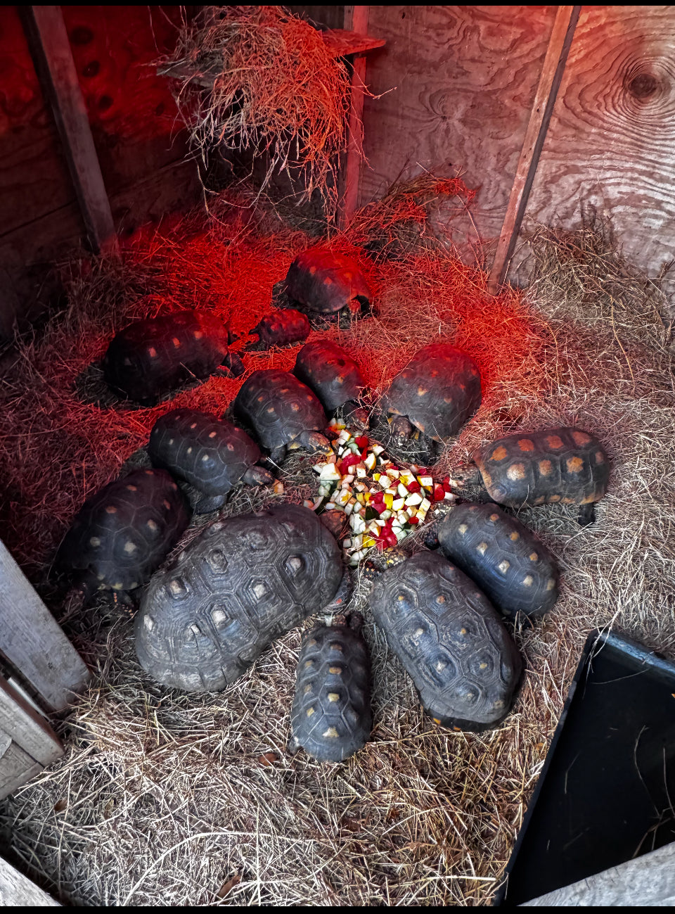 Tortoises and Turtles