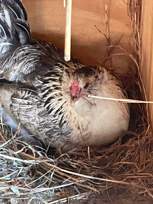 Ameraucana Hens