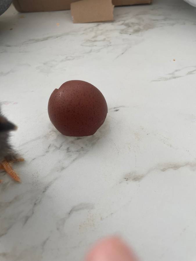 Black Copper Maran chick, very dark chocolate line