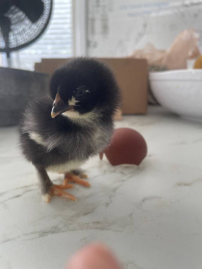 Black Copper Maran chick, very dark chocolate line