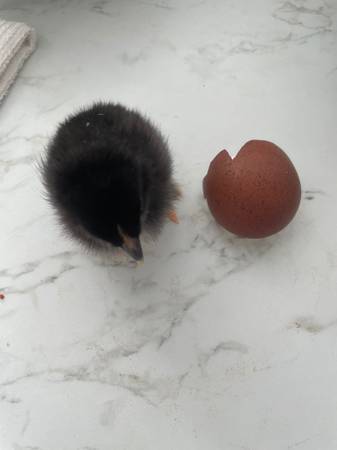 Black Copper Maran chick, very dark chocolate line
