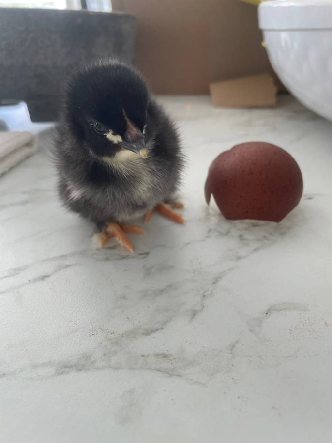 Black Copper Maran chick, very dark chocolate line
