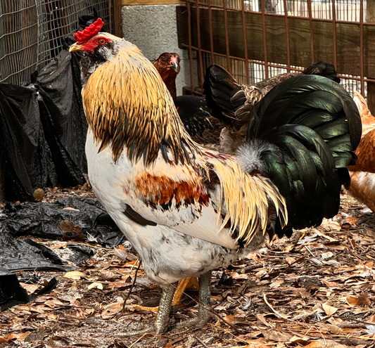 Amerauca Trio Hens and Rooster