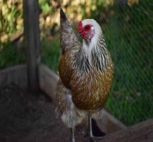 Amerauca Hens