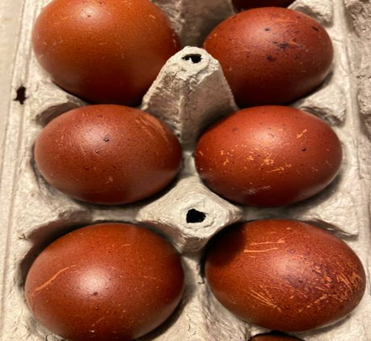 Black Copper Maran Chicks