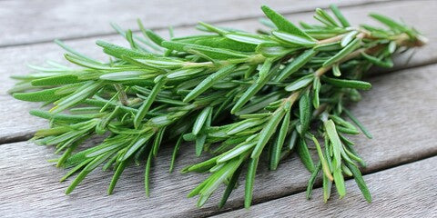 Fresh Potted Herbs Rosemary