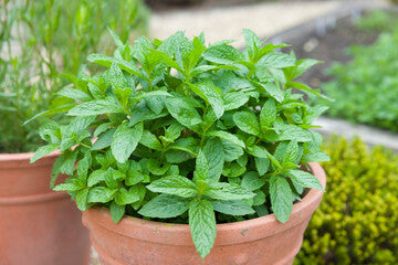 Spearmint plant in a 4 inch pot, Hatchfields Farm