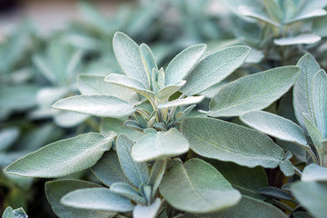 Broadleaf sage plant in a 4 inch pot, Hatchfields Farm