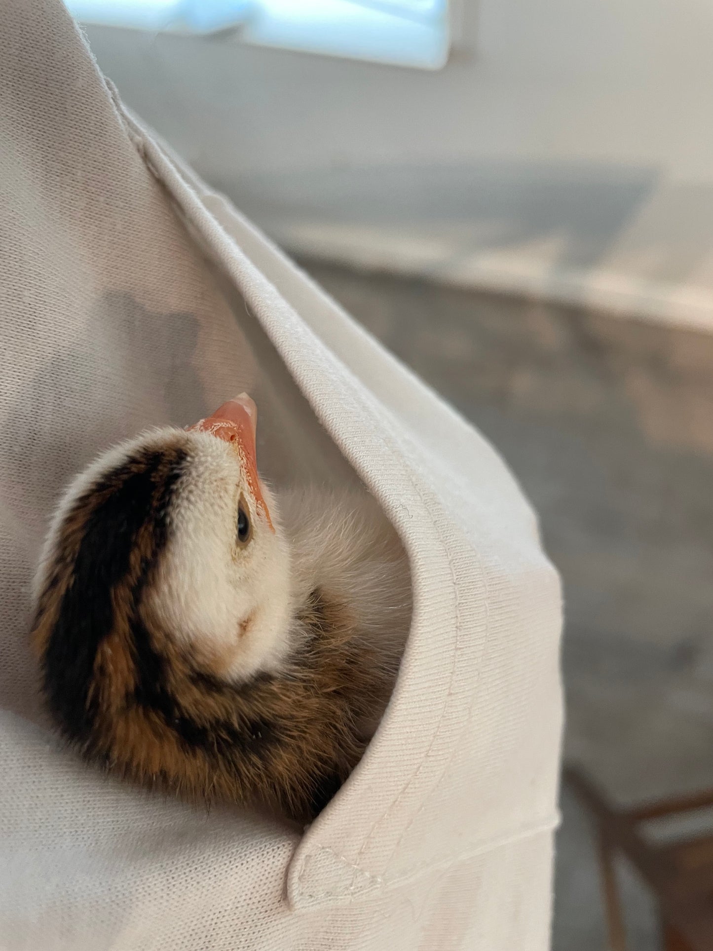Guinea Babies /  Keets