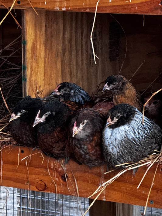 Easter Eggers