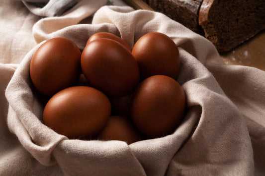 Black Copper Maran Fertile Eggs